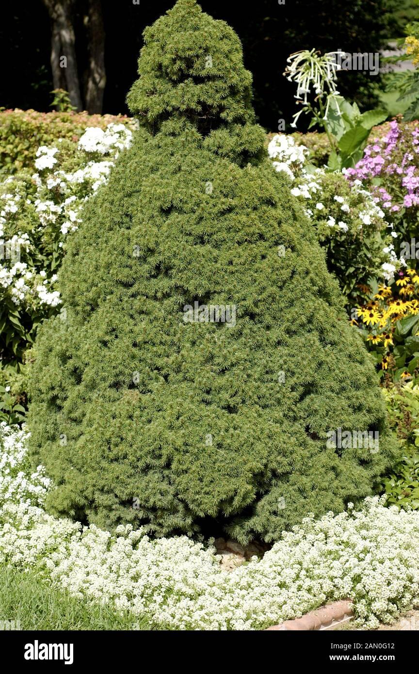Picea Glauca Conica - View 24 from www redcrocus com