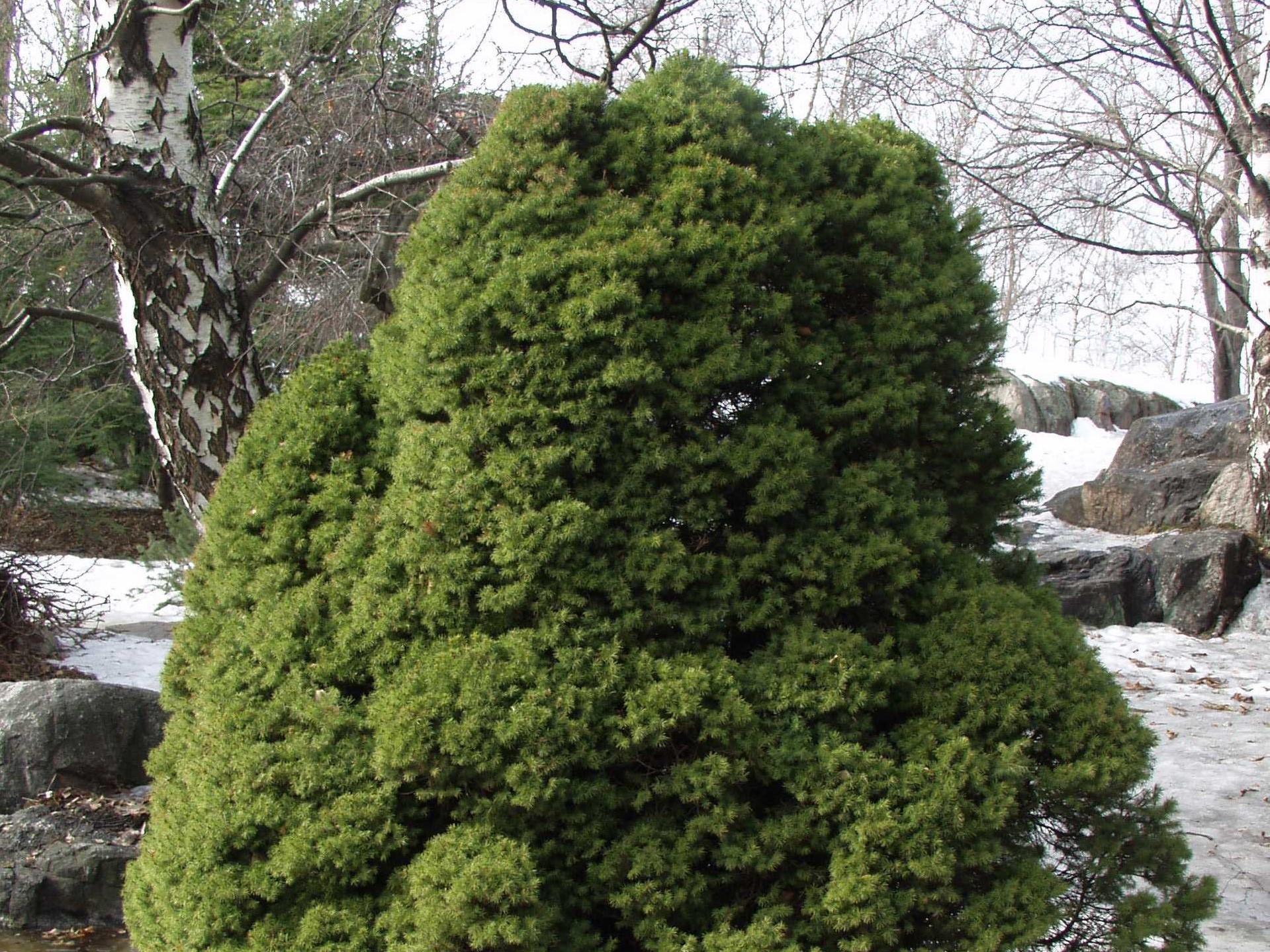 Picea Glauca Conica - View 7 from www redcrocus com