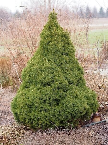 Picea Glauca 'conica' - View 12 from www redcrocus com
