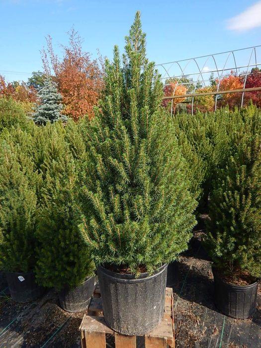 Picea Glauca 'conica' - View 14 from www redcrocus com