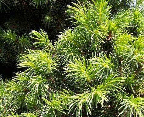 Picea Glauca 'conica' - View 1 from www redcrocus com