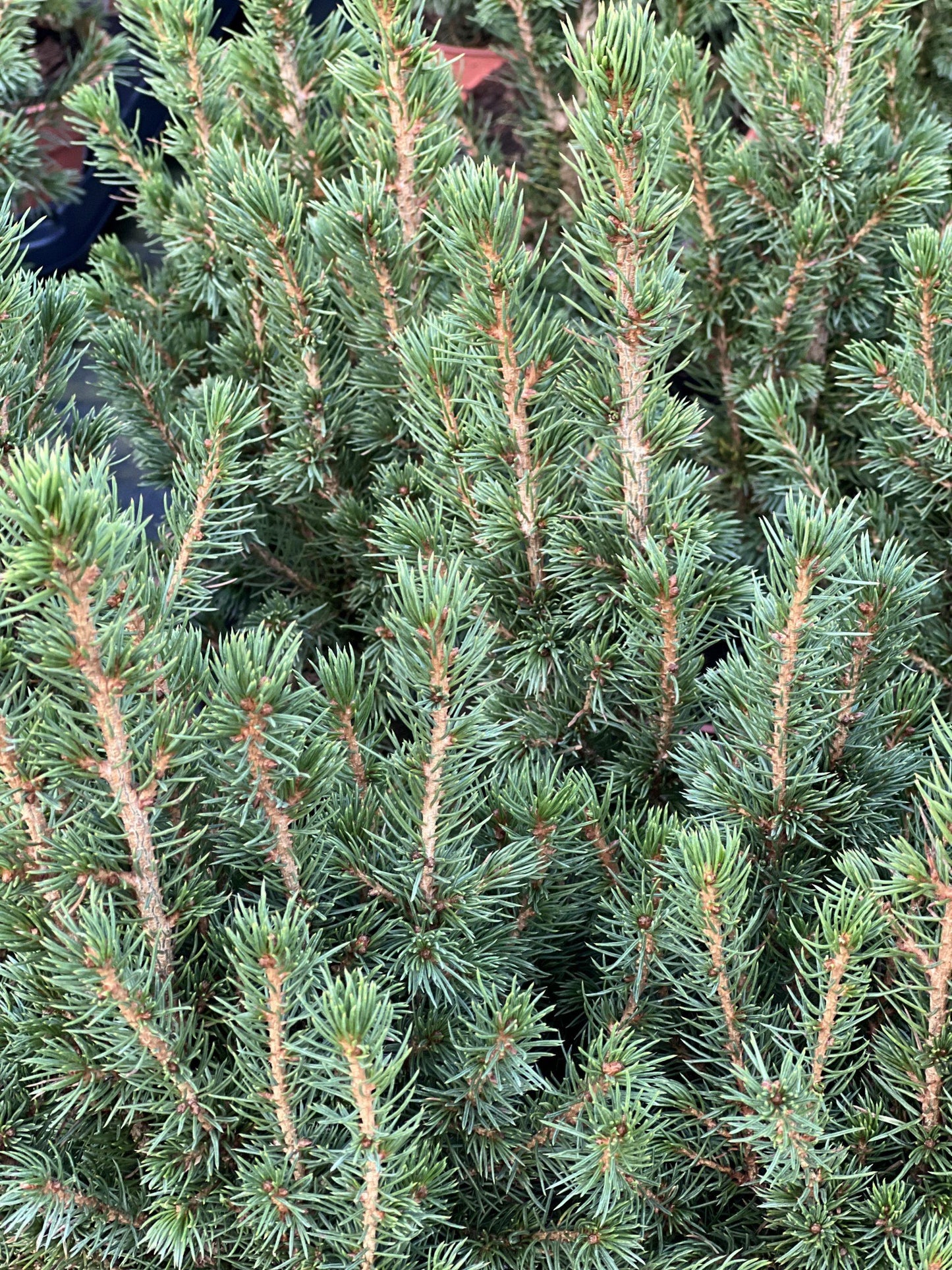 Picea Glauca 'conica' - View 22 from www redcrocus com