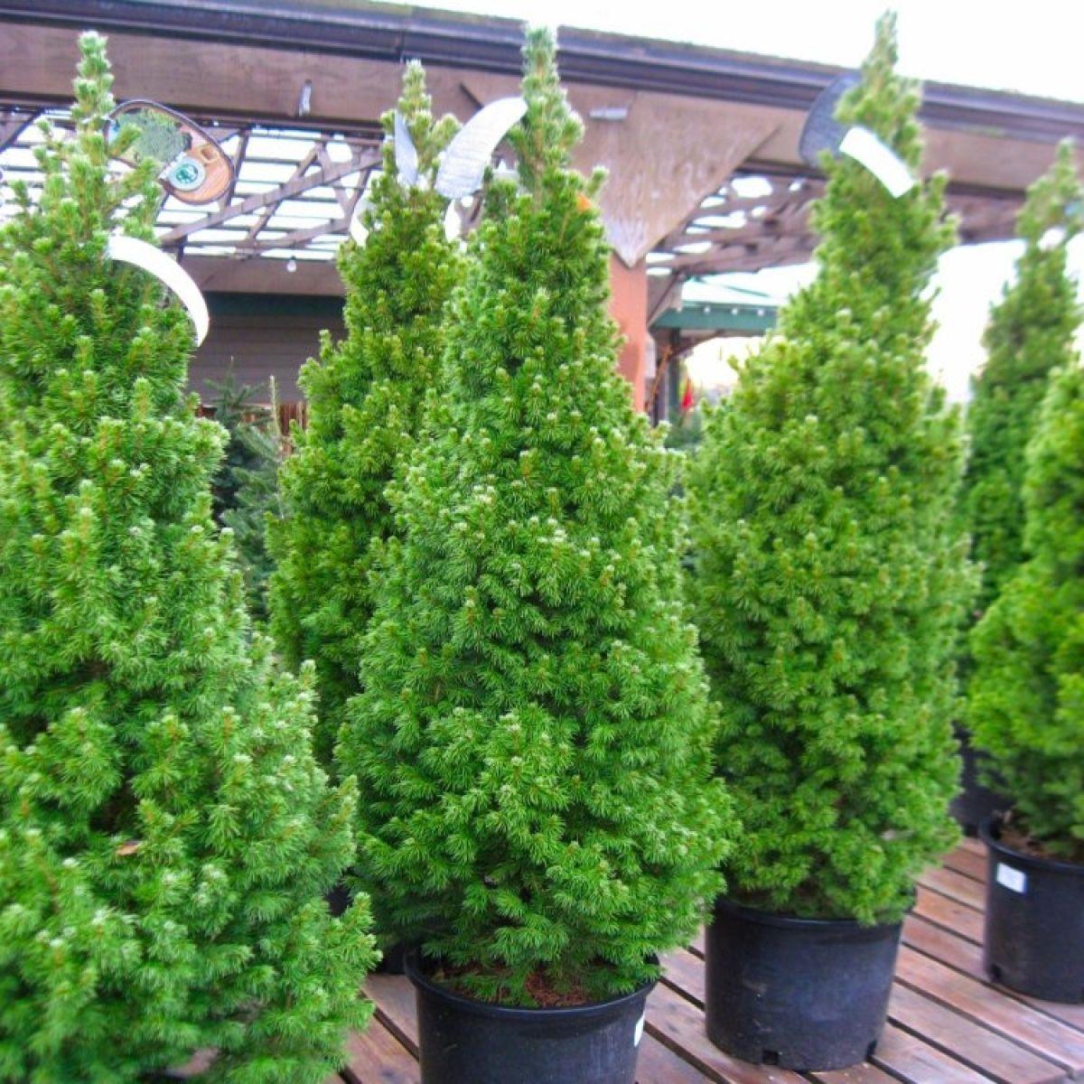 Picea Glauca 'conica' - View 24 from www redcrocus com