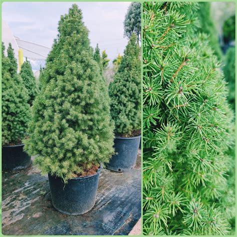 Picea Glauca 'conica' - View 4 from www redcrocus com