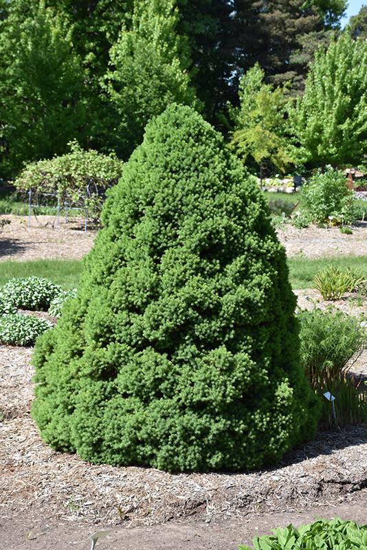 Picea Glauca 'conica' - View 6 from www redcrocus com