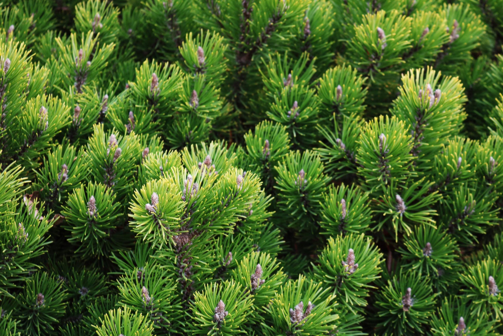 Pinus Mugo Pumilio - View 14 from www redcrocus com