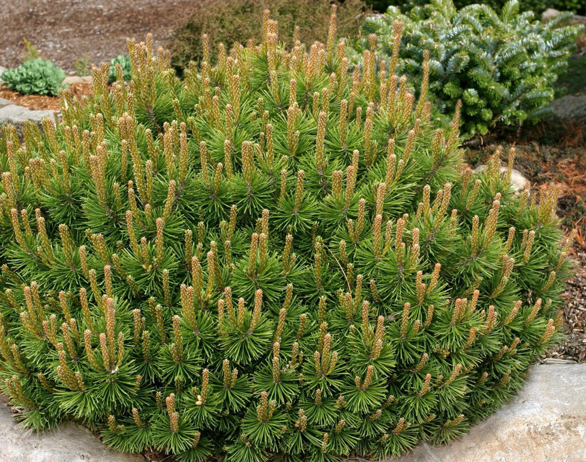 Pinus Mugo Pumilio - View 19 from www redcrocus com