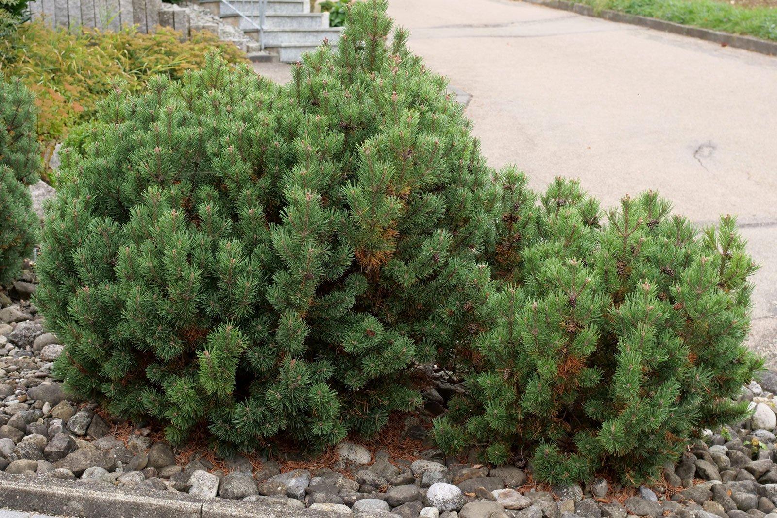 Pinus Mugo Pumilio - View 5 from www redcrocus com