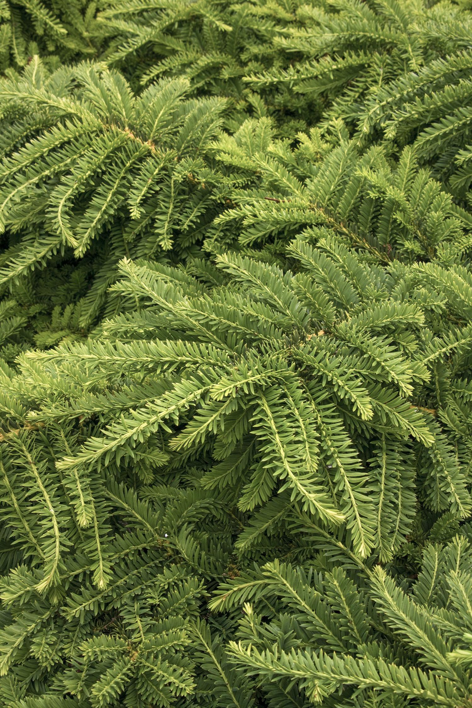 Taxus Cuspidata Monloo - View 16 from www redcrocus com