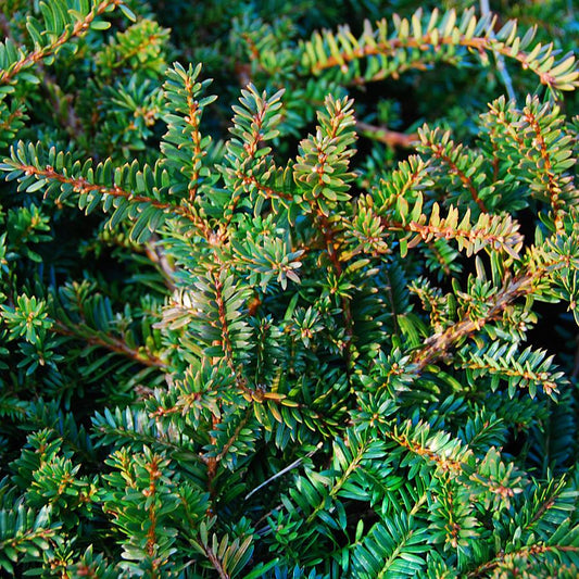 Taxus Cuspidata Monloo - View 1 from www redcrocus com