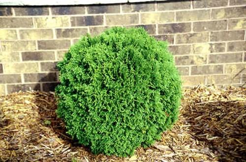 Thuja Occidentalis 'hetzi Midget' - View 24 from www redcrocus com