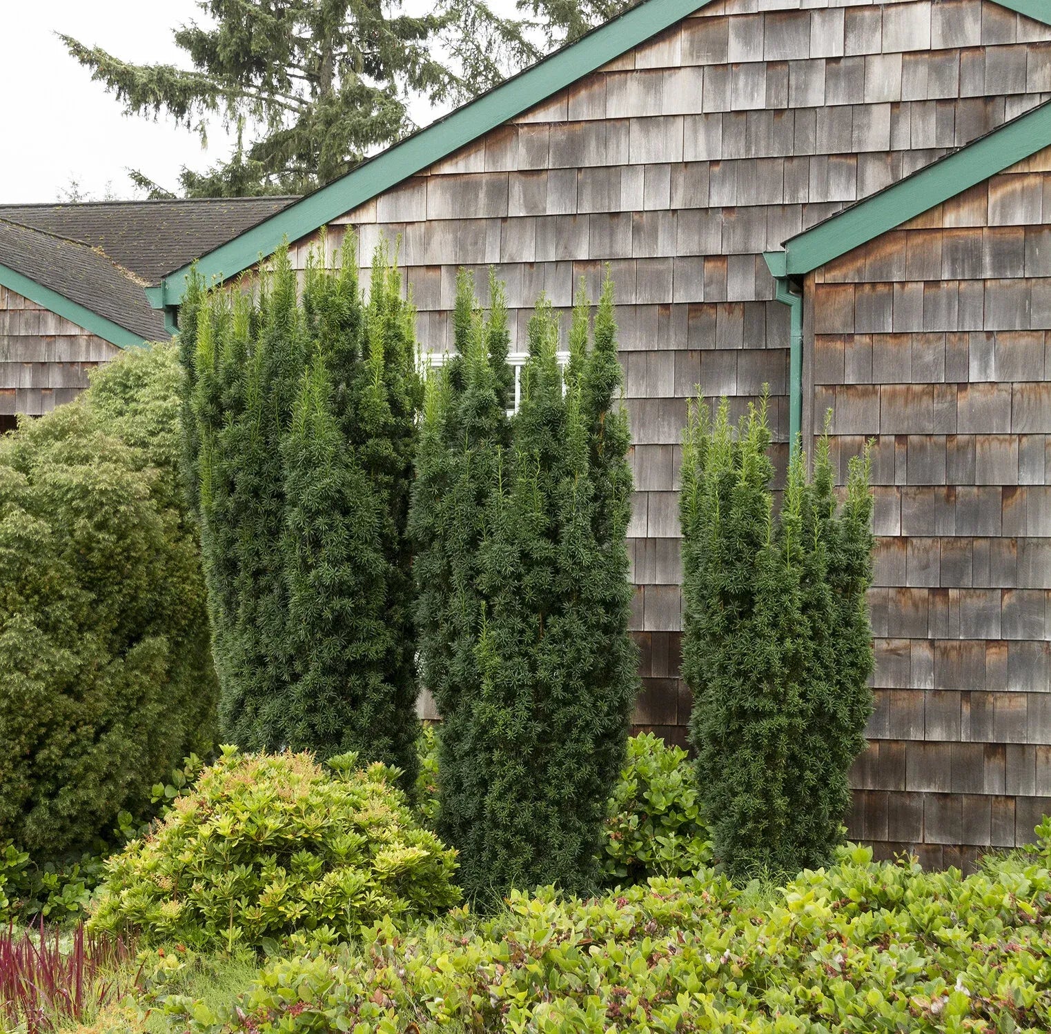 Taxus Media 'hicksii' - View 3 from www redcrocus com