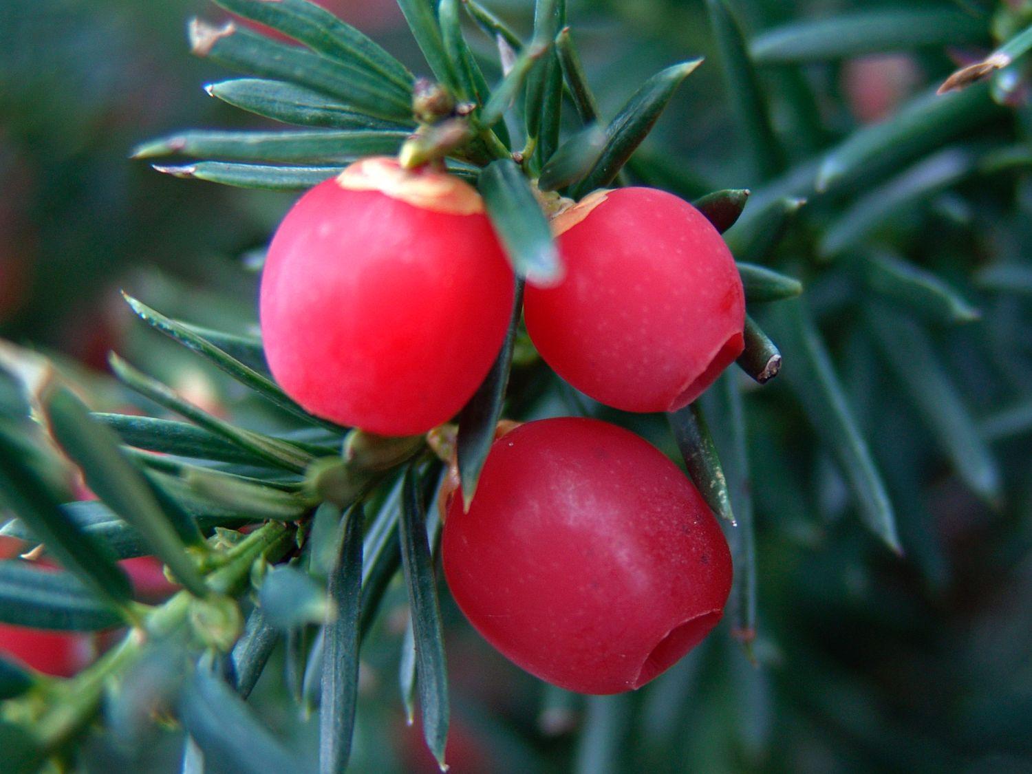 Taxus Media 'hicksii' - View 5 from www redcrocus com