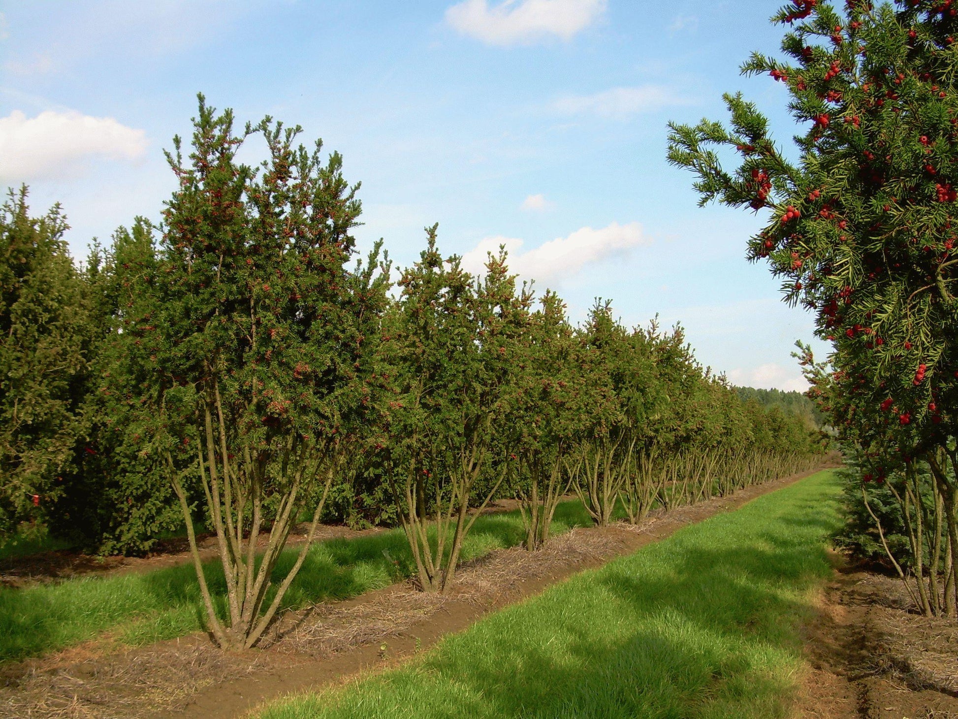 Taxus Media 'hicksii' - View 9 from www redcrocus com