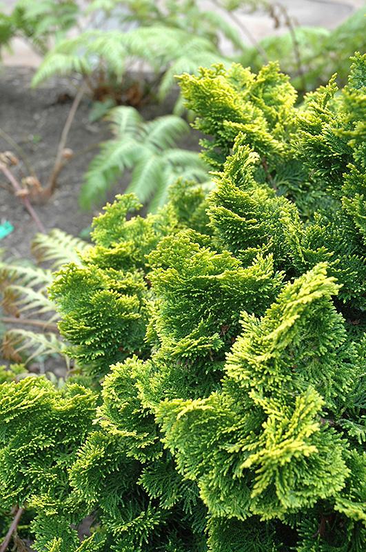 Chamaecyparis Obtusa 'nana Aurea' - View 1 from www redcrocus com