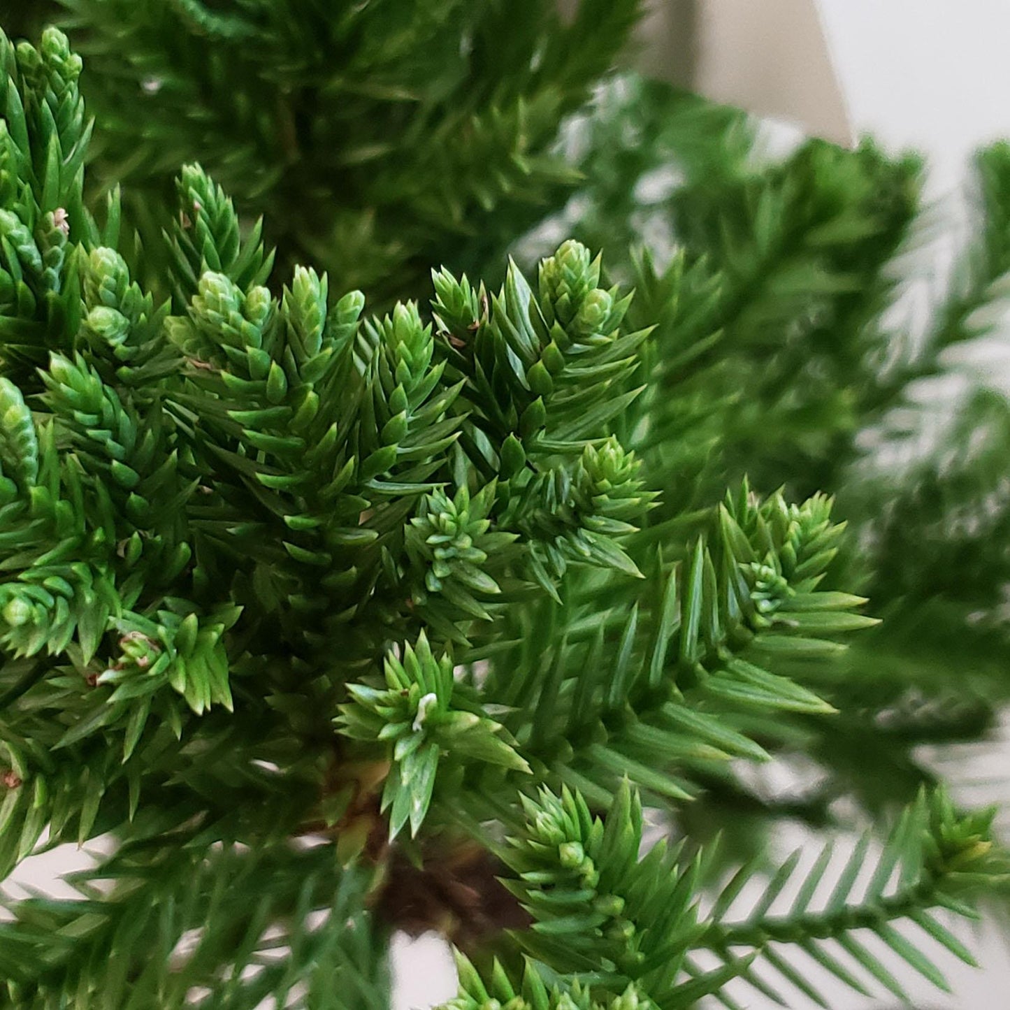 Juniperus Chinensis Robusta Green - View 17 from www redcrocus com