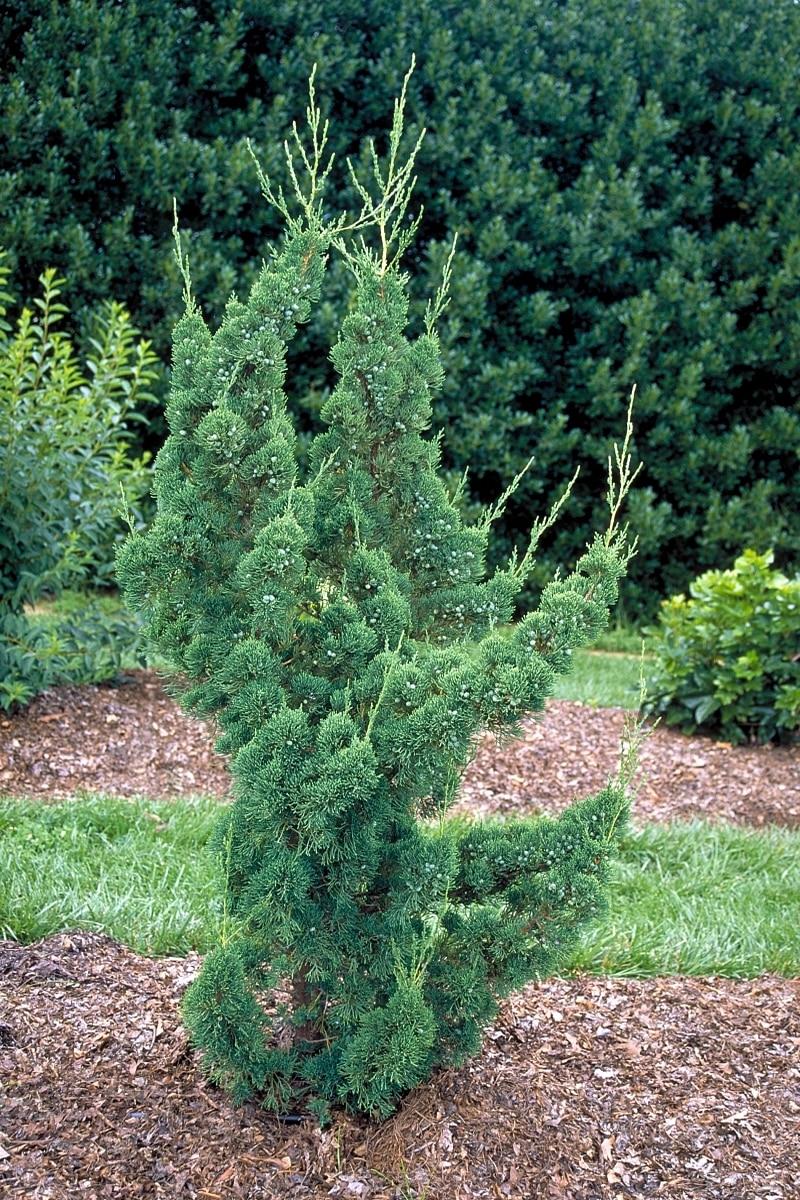 Juniperus Chinensis Robusta Green - View 3 from www redcrocus com