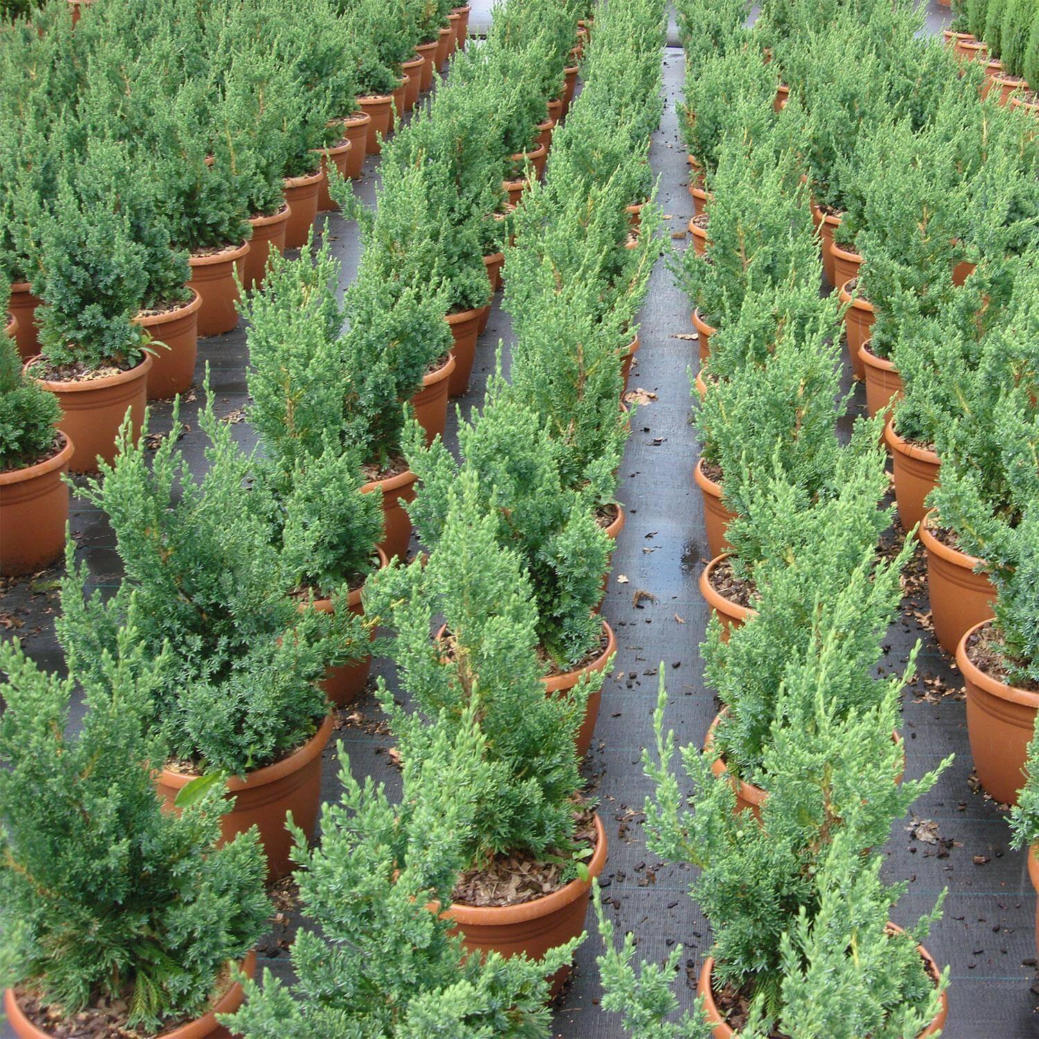 Juniperus Chinensis Robusta Green - View 6 from www redcrocus com