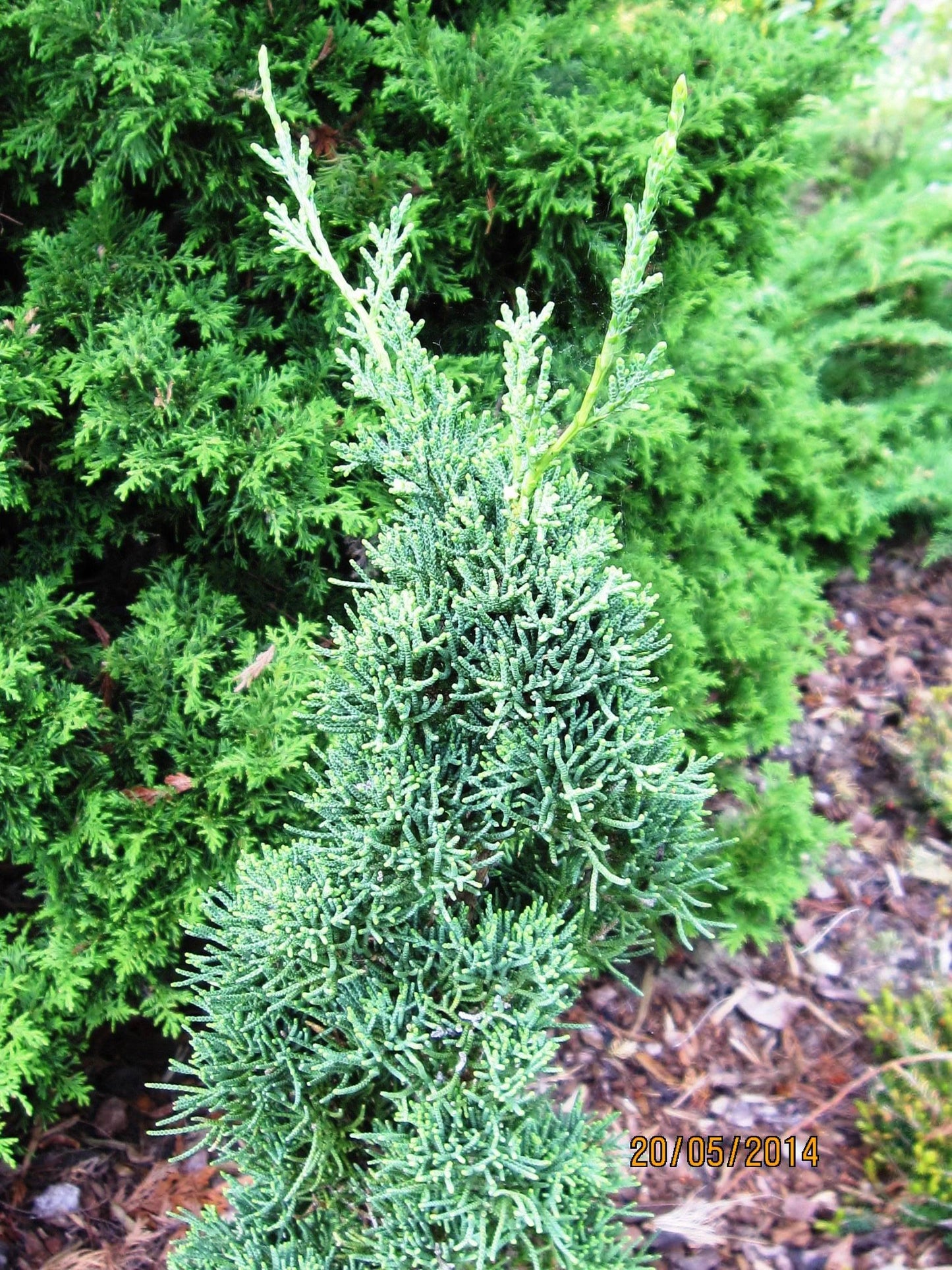 Juniperus Chinensis Robusta Green - View 9 from www redcrocus com