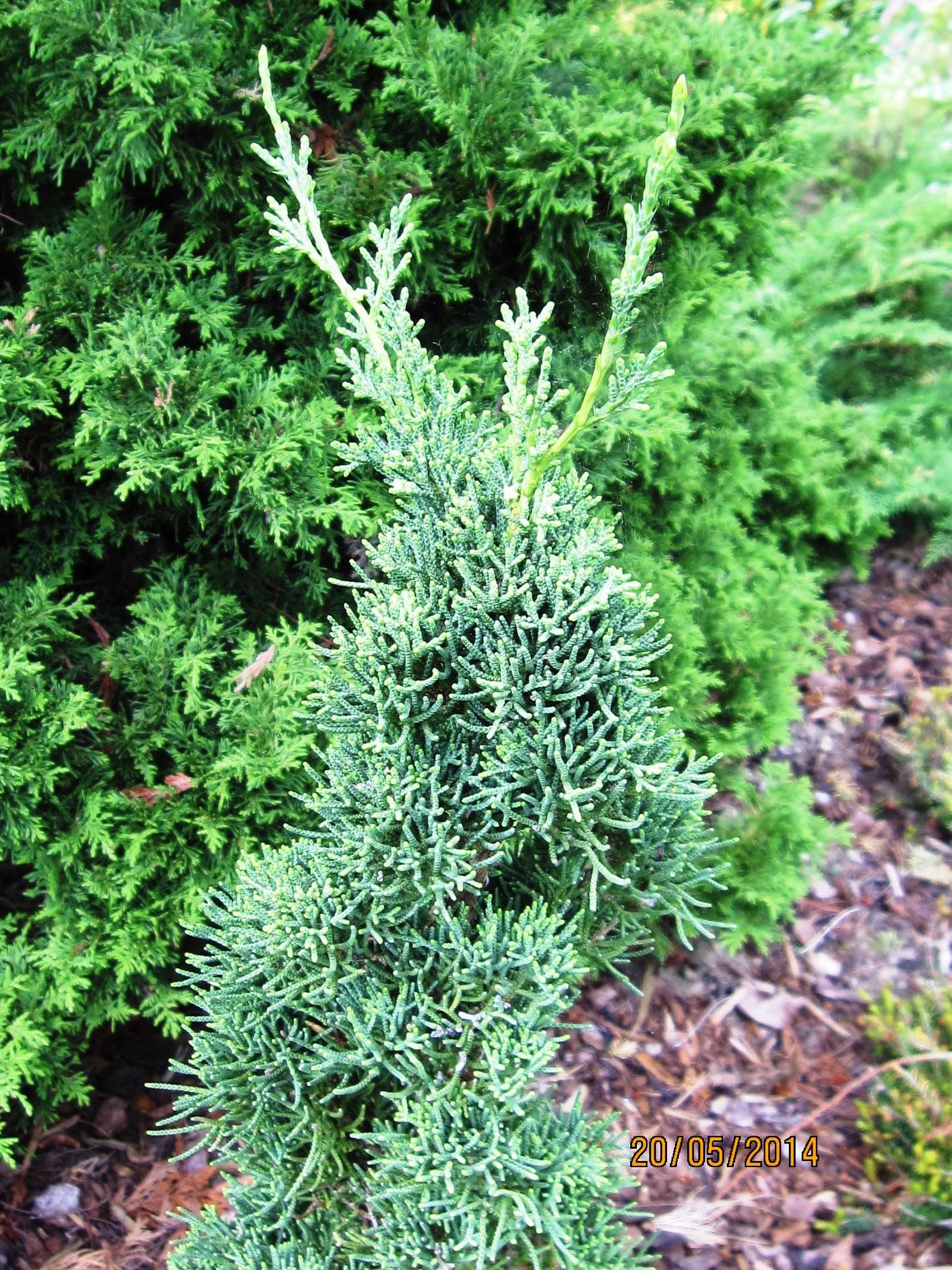 Juniperus Chinensis Robusta Green - View 9 from www redcrocus com