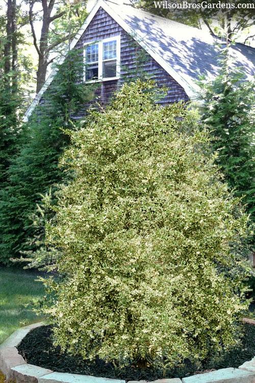 Buxus Sempervirens 'aureo Variegata' Cone - View 10 from www redcrocus com