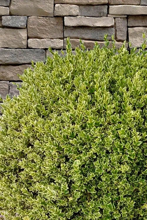 Buxus Sempervirens 'aureo Variegata' Cone - View 15 from www redcrocus com