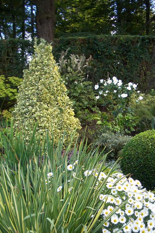Buxus Sempervirens 'aureo Variegata' Cone - View 21 from www redcrocus com
