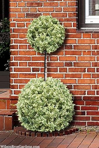 Buxus Sempervirens 'aureo Variegata' Cone - View 23 from www redcrocus com
