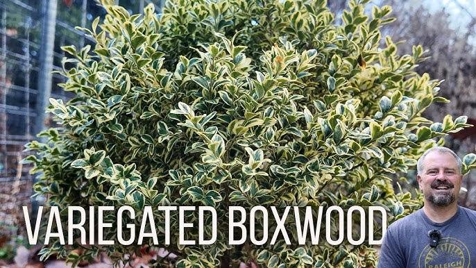 Buxus Sempervirens 'aureo Variegata' Cone - View 24 from www redcrocus com