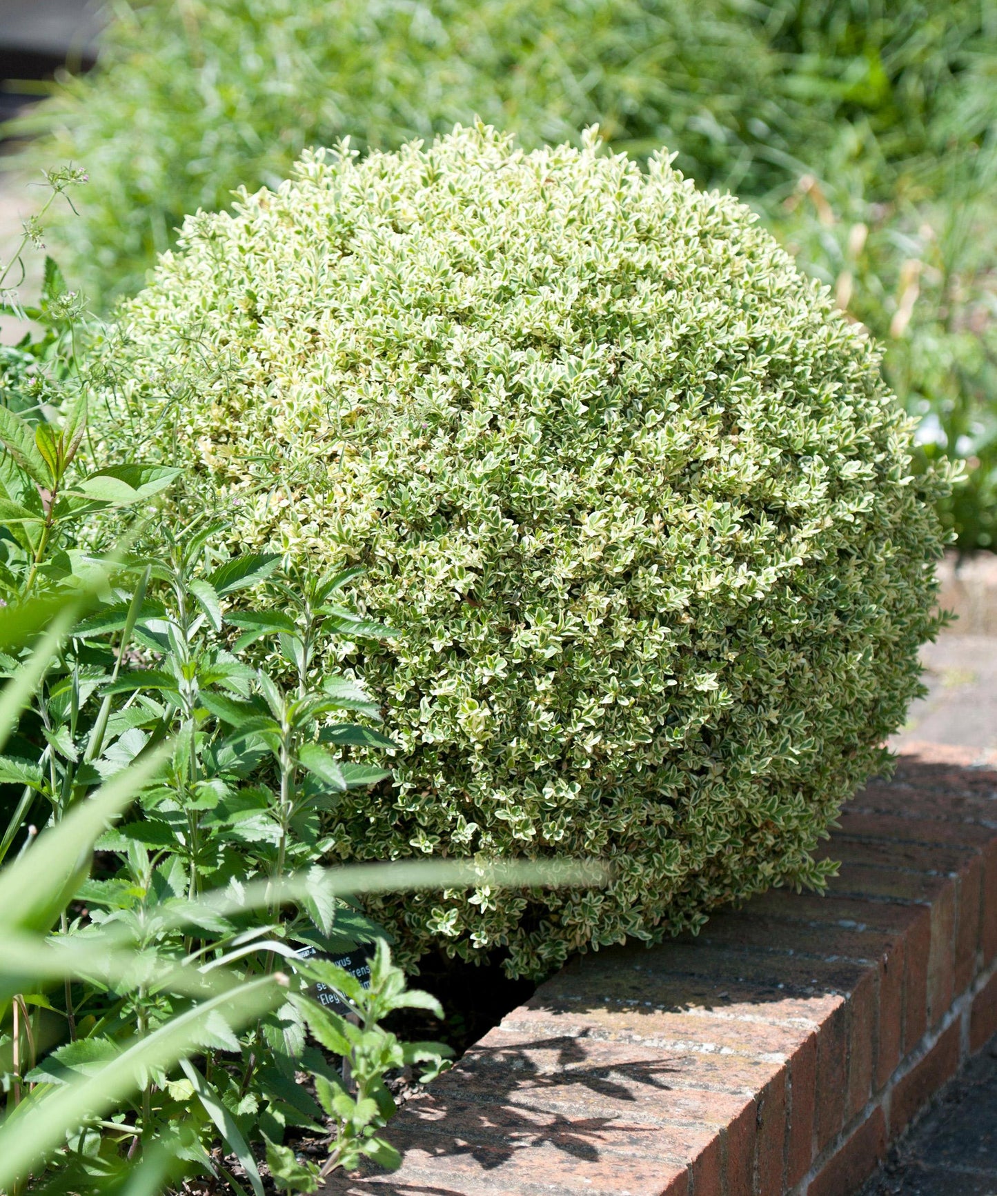 Buxus Sempervirens 'aureo Variegata' Cone - View 25 from www redcrocus com