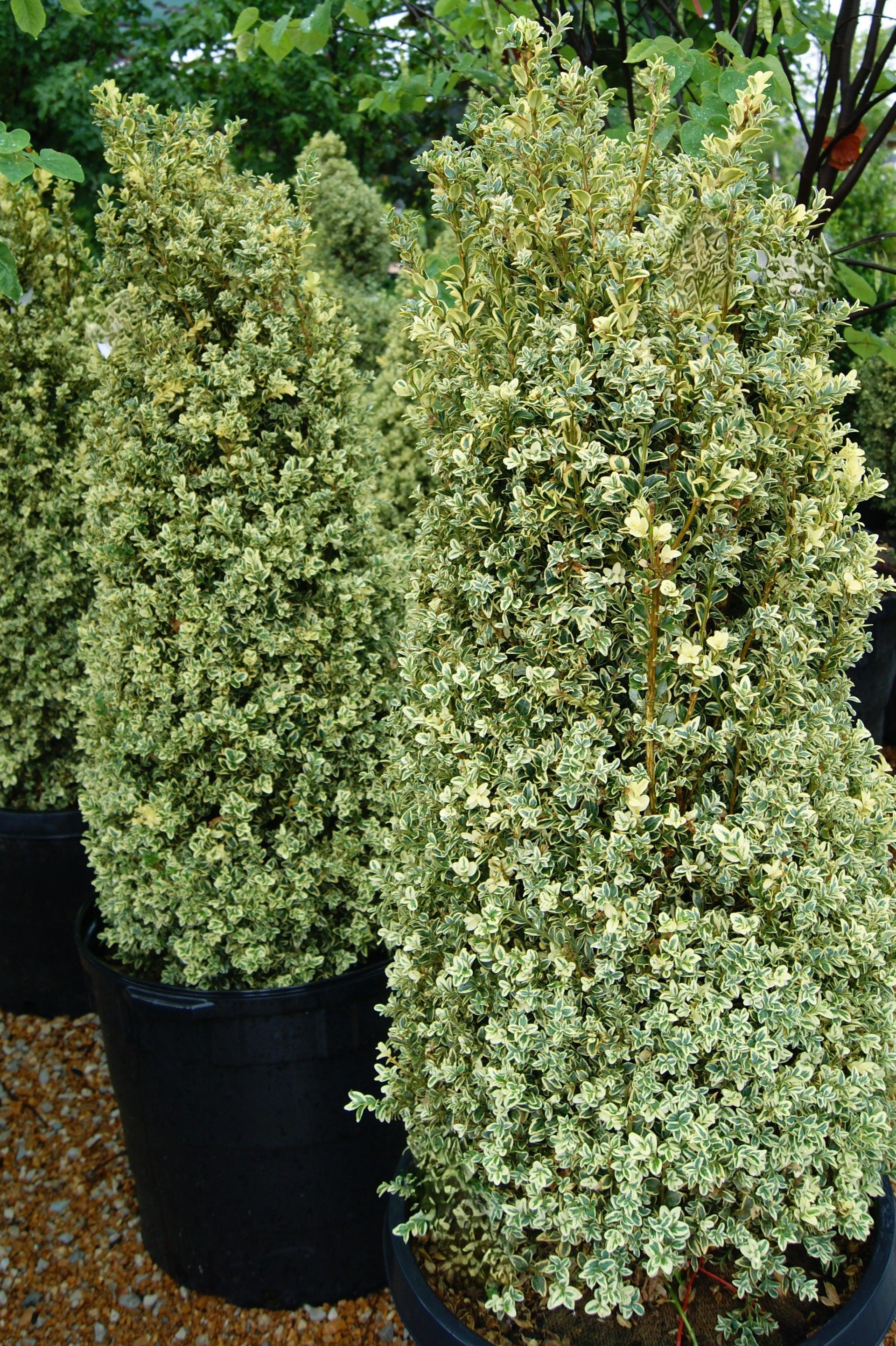 Buxus Sempervirens 'aureo Variegata' Cone - View 27 from www redcrocus com