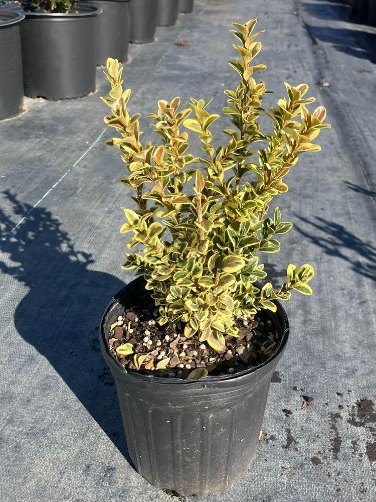 Buxus Sempervirens 'aureo Variegata' Cone - View 28 from www redcrocus com