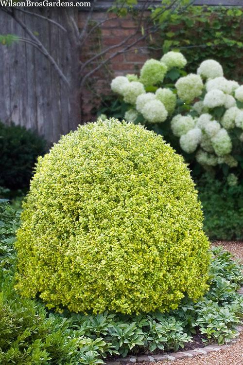 Buxus Sempervirens 'aureo Variegata' Cone - View 3 from www redcrocus com