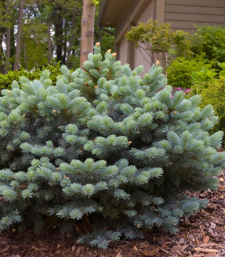 Picea Pungens 'glauca Globosa' - View 10 from www redcrocus com