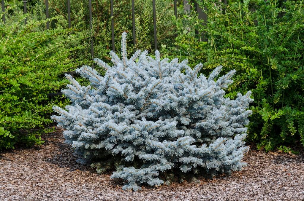 Picea Pungens 'glauca Globosa' - View 12 from www redcrocus com