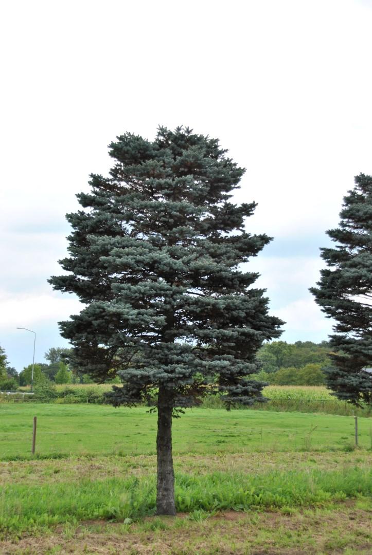 Picea Pungens 'glauca Globosa' - View 13 from www redcrocus com