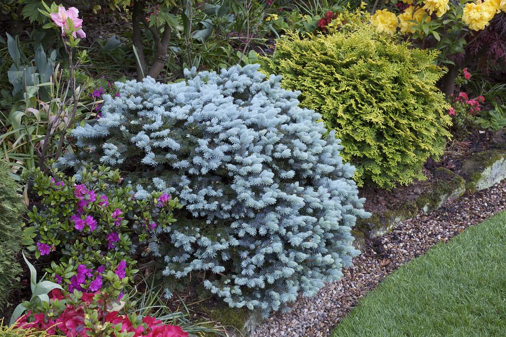 Picea Pungens 'glauca Globosa' - View 14 from www redcrocus com