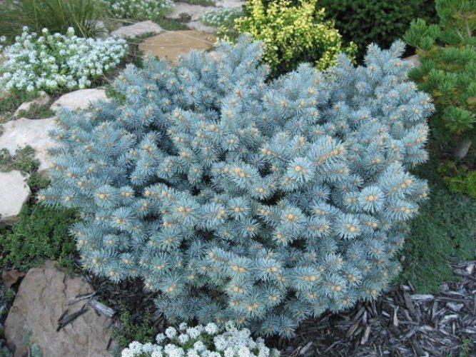Picea Pungens 'glauca Globosa' - View 15 from www redcrocus com