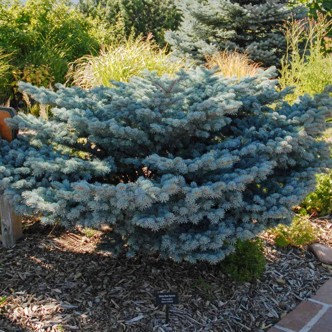 Picea Pungens 'glauca Globosa' - View 16 from www redcrocus com