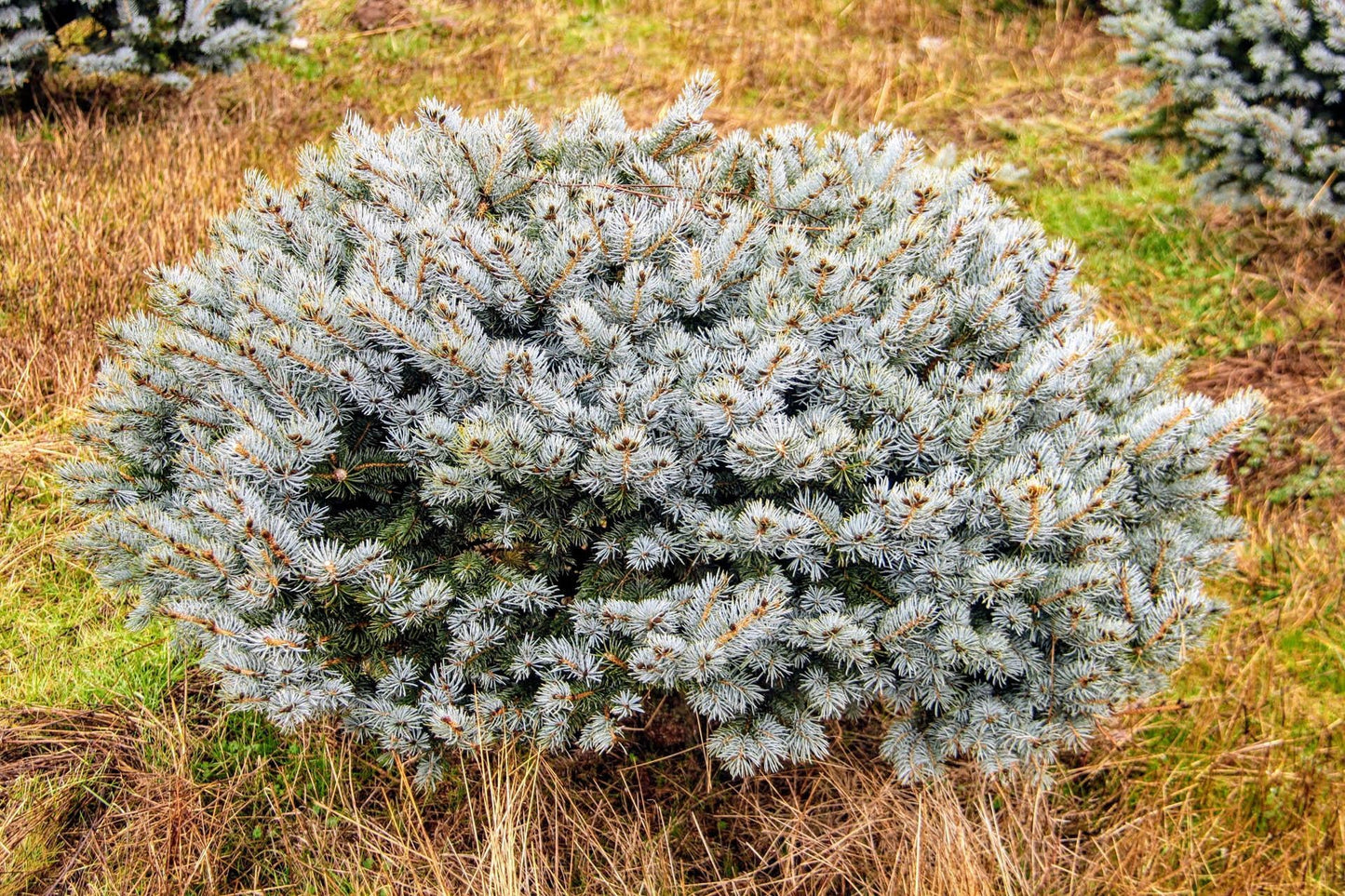 Picea Pungens 'glauca Globosa' - View 17 from www redcrocus com