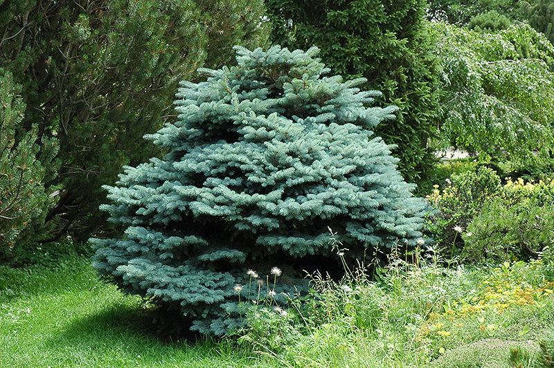 Picea Pungens 'glauca Globosa' - View 19 from www redcrocus com