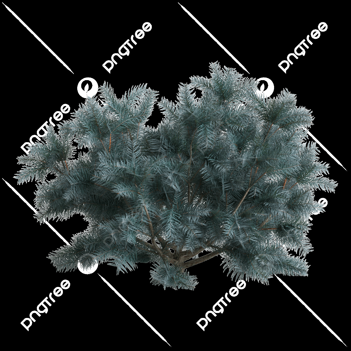 Picea Pungens 'glauca Globosa' - View 20 from www redcrocus com