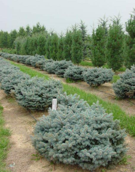 Picea Pungens 'glauca Globosa' - View 21 from www redcrocus com