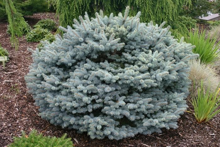 Picea Pungens 'glauca Globosa' - View 22 from www redcrocus com
