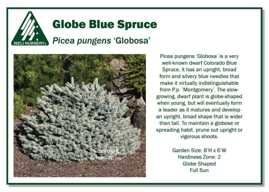 Picea Pungens 'glauca Globosa' - View 23 from www redcrocus com