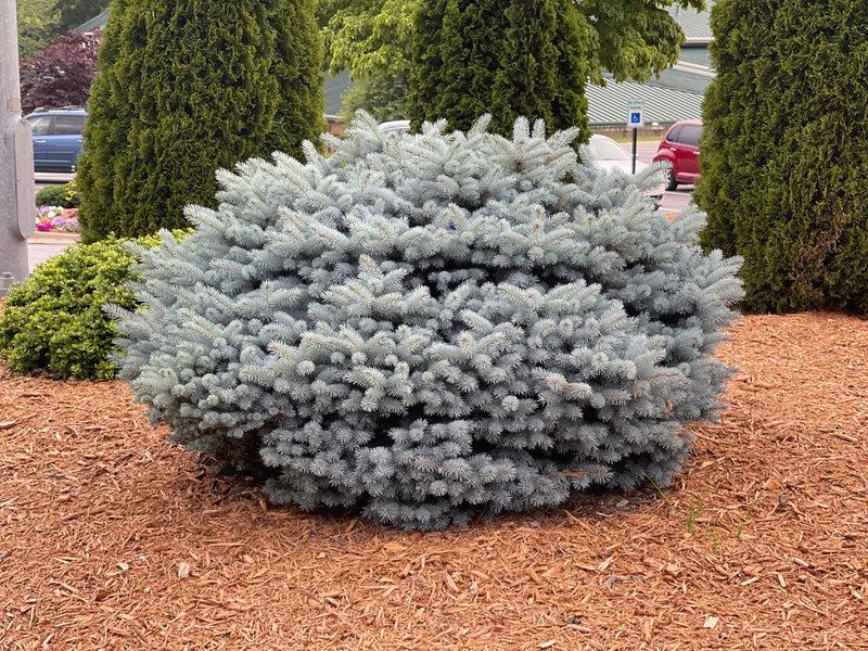 Picea Pungens 'glauca Globosa' - View 24 from www redcrocus com