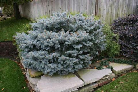 Picea Pungens 'glauca Globosa' - View 25 from www redcrocus com
