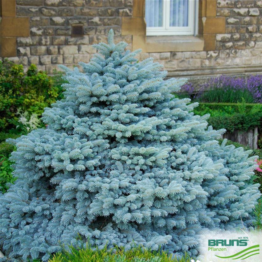 Picea Pungens 'glauca Globosa' - View 26 from www redcrocus com