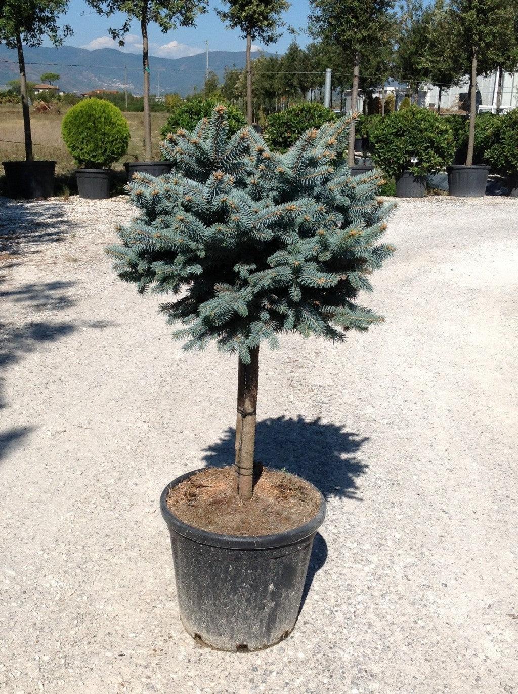 Picea Pungens 'glauca Globosa' - View 27 from www redcrocus com