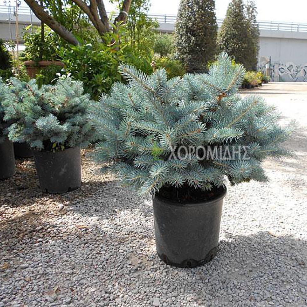 Picea Pungens 'glauca Globosa' - View 28 from www redcrocus com